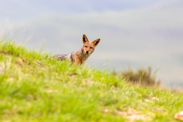 istock Curious jackal looking over the hill 1208403960