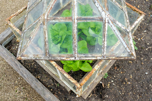 Close-up of an old, ornate cold frame showing young lettuce growing from within. Located on a garden allotment, used for organic produce. kew gardens spring stock pictures, royalty-free photos & images