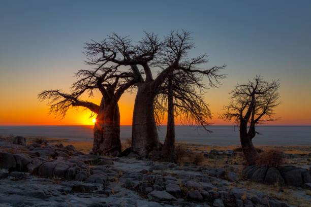 istock Sunrise over Sua Pan behind the baobabs on Kubu Island 1208404040