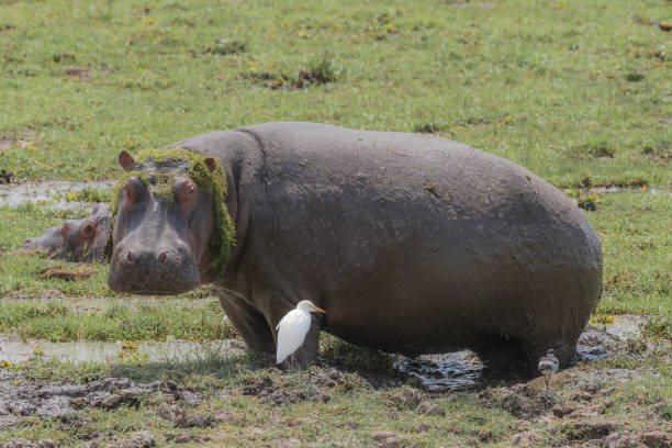 istock a hippopotamus with a funny wig on his head 1208405325