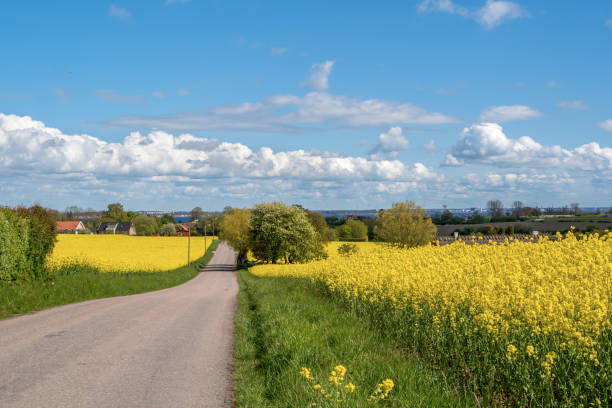 Road through the raps field in a sunny day, South Sweden stock photo