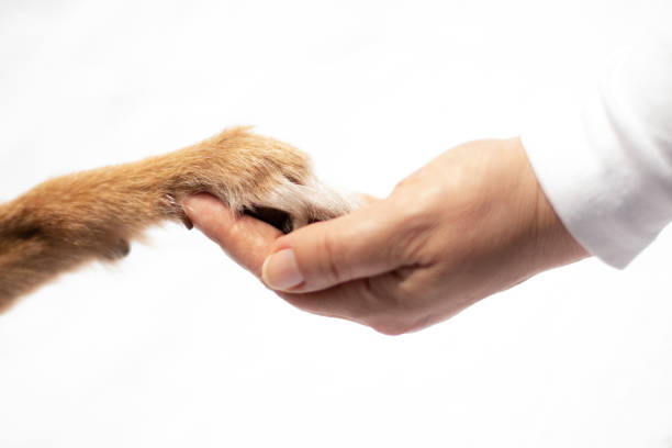 istock human hand touches dogs paw 1208405445