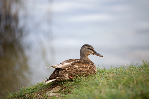 Female mallard (Anas platyrhynchos) duck on a lake, in autumn