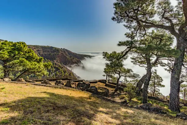 Photo of Mirador de Las Playas located in pine tree forest on El Hierro island. Spectaculate views from the point above the clouds. Canary islands, Spain