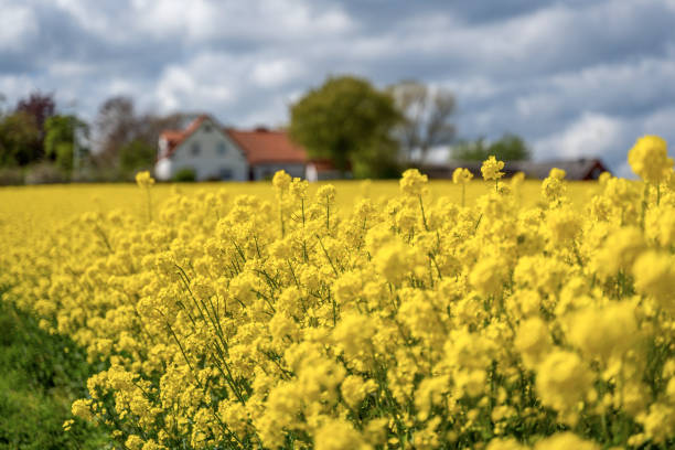 gospodarstwo rolne w środku pól rolnych i pól, selektywne skupienie - rape oil zdjęcia i obrazy z banku zdjęć