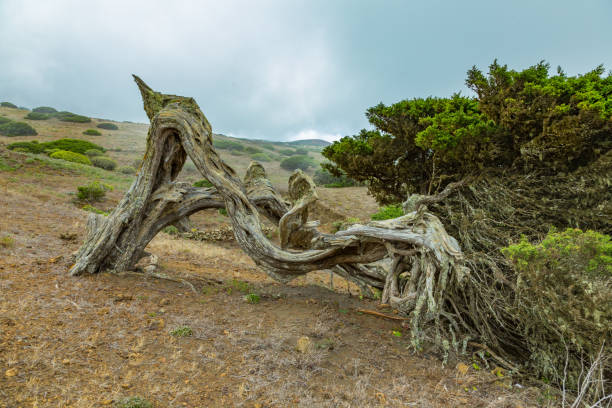 istock Gnarled Giant juniper trees twisted by strong winds. Trunks creep on the ground. El Sabinar, Island of El Hierro 1208405919