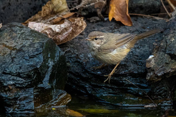 istock Radde's Warbler at a pond to bathe and drink 1208405959