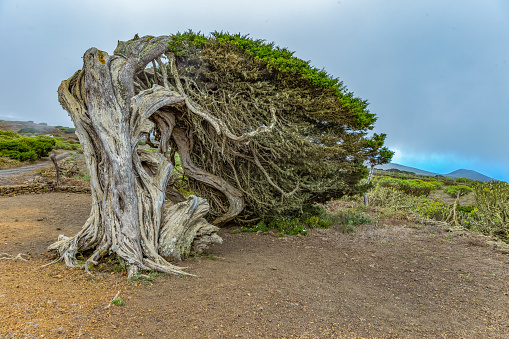 Gnarled Giant juniper trees twisted by strong winds. Trunks creep on the ground. El Sabinar, Island of El Hierro.