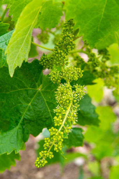 istock Young green unripe grape vines in vineyard close up 1208406183