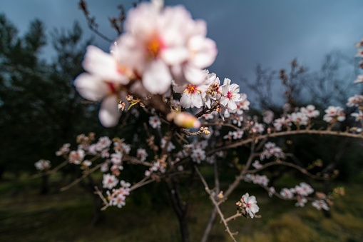 Almond blossom, the most premium image you will find, spectacular flowers, always in February the almond blossom gives us spectacular images.