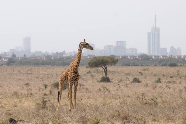 istock a beautiful giraffe in front of Nairobi, Kenya 1208407031