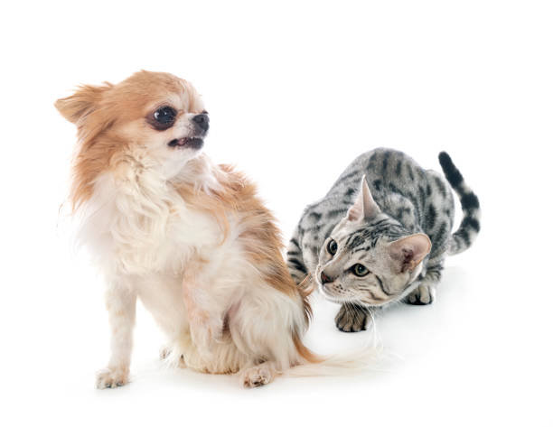 istock bengal cat and chihuahua 1208407050