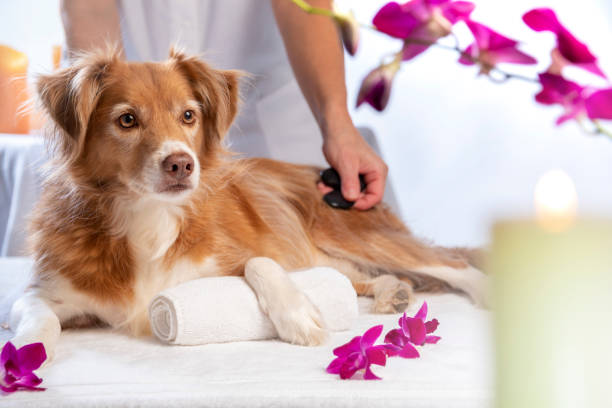 istock Hot Stone Massage for Dogs 1208408222