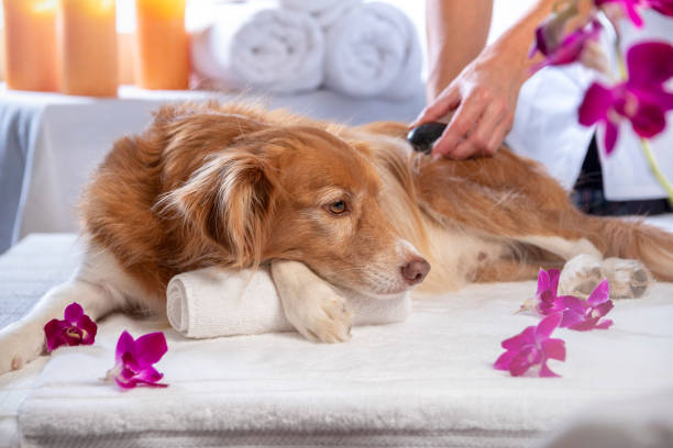 istock Hot Stone Massage for Dogs 1208408633