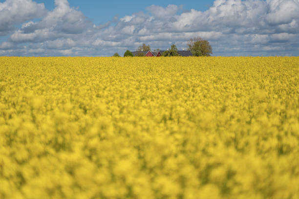 istock Landscape with rapeseed field and blue sky selective focus 1208408902
