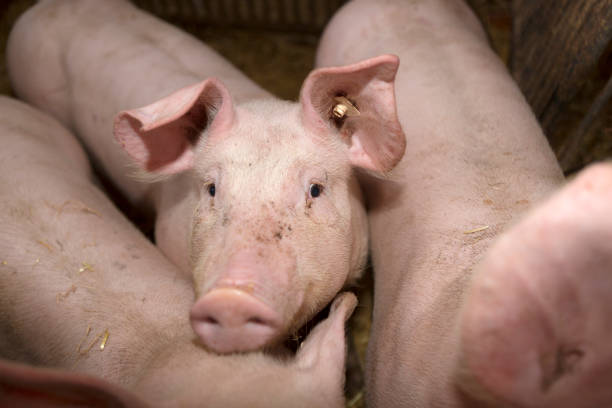 istock Three young pigs in a pigsty 1208409519