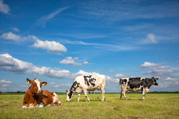 Three cows in a field under a blue sky and a horizon, two stands upright and one cow lying down.