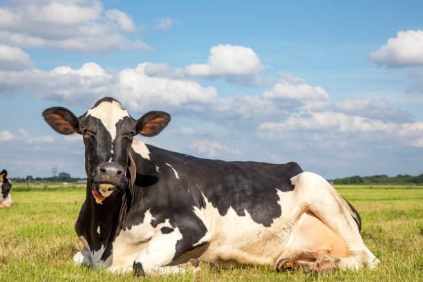 istock Cow lying in the field, wearing a collar, black and white under a blue sky. 1208409748
