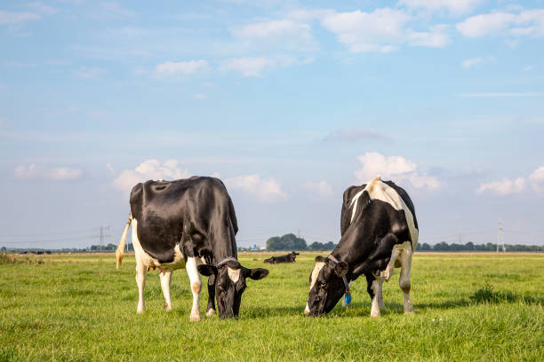 Two cows graze in the field, blue sky and a straight horizon Two cows graze in the field under a blue sky and a straight horizon, grazing in the green pasture with a bright blue sky. two cows stock pictures, royalty-free photos & images