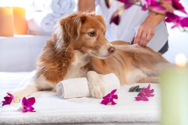istock Hot Stone Massage for Dogs 1208409809