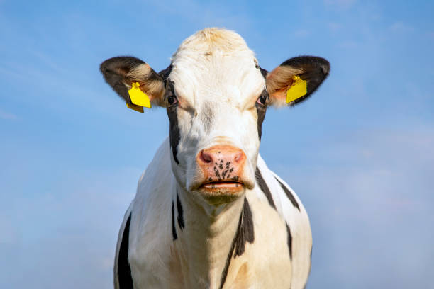 istock Cow, grumpy look, Black and white and pink nose  and yellow eartags, blue sky. 1208409858