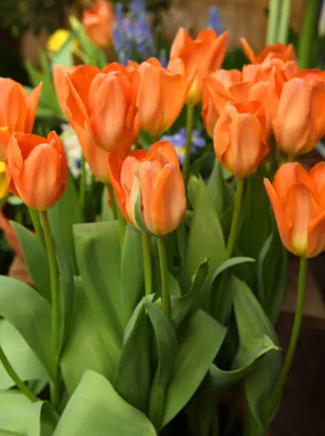 Spring. Tulip Orange Emperor, brilliant carrot-orange with darker interior dotted with pale, buttercup-yellow base and black anthers