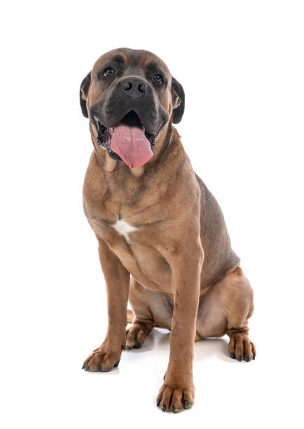istock young italian mastiff 1208411045