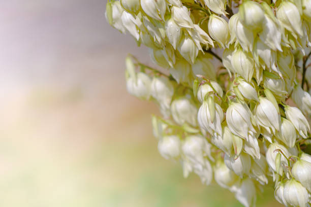 Yucca blooms a beautiful white flower.