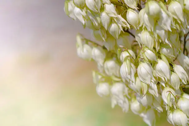 Beautiful Yucca palm flowers. Holiday card with Yucca flowers for the eighth of March