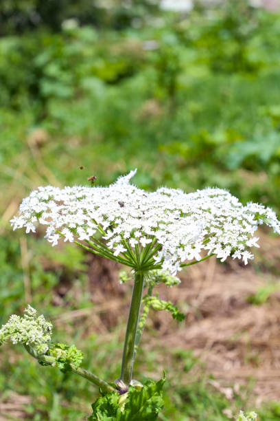 istock Wild poisonous dangerous flower hogweed in nature 1208412874