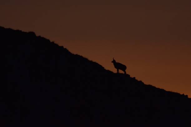 istock Silhouette of chamois in mountains. 1208413023