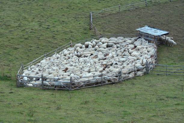 istock Flock of staring sheep in the pasture 1208413027