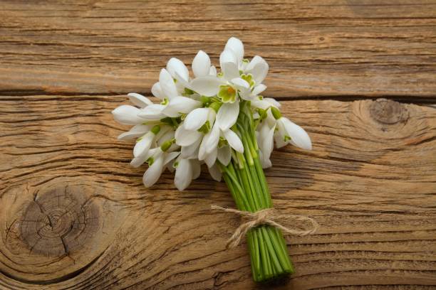 istock Snowdrop flowers on wooden background 1208413088