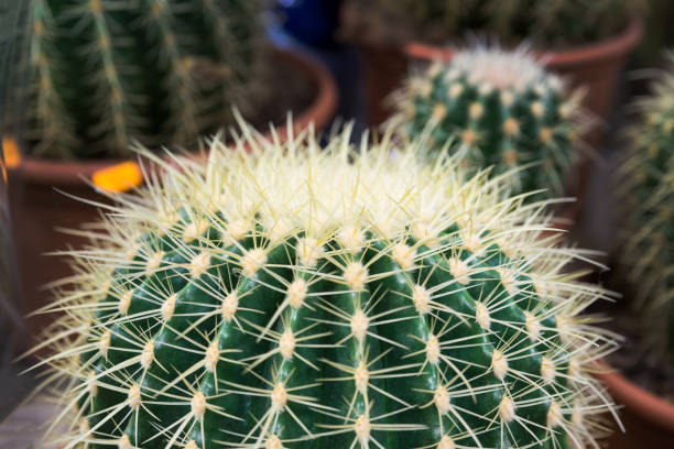 istock Close up of Cactus on dark background. 1208413474