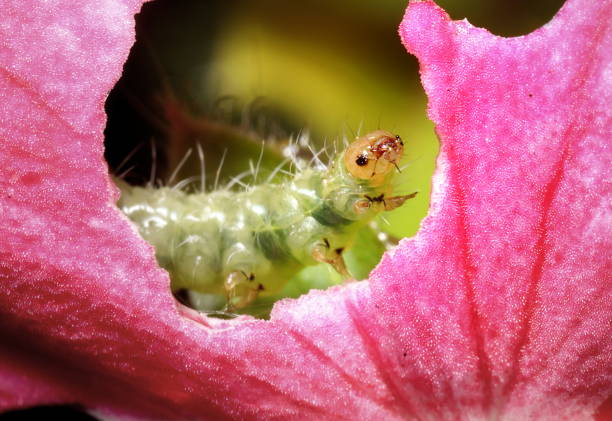 A yellow-faced green-bodied sawfly larva (looks like a caterpillar, but is not) in the midst of chewing on a bright pink geranium flower petal