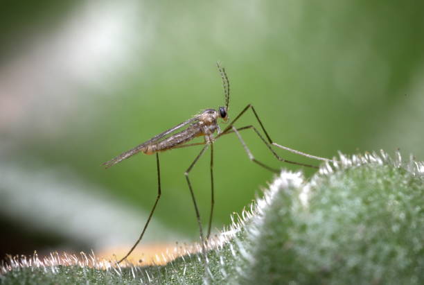 gall midge (diptera; cecidomyiidae) - midge stock-fotos und bilder