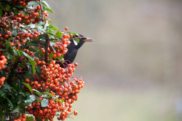 istock Singing and eating Blackbird 1208414544