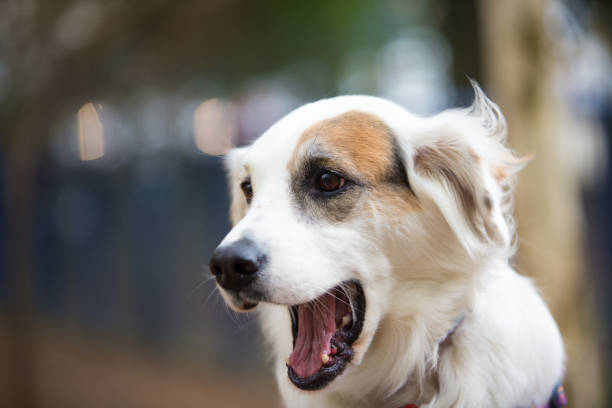 istock Portrait of a mutt on a cold day 1208415674