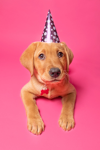 A cute 10 week old Red Fox Labrador puppy in a party hat photographed on a pink background.
