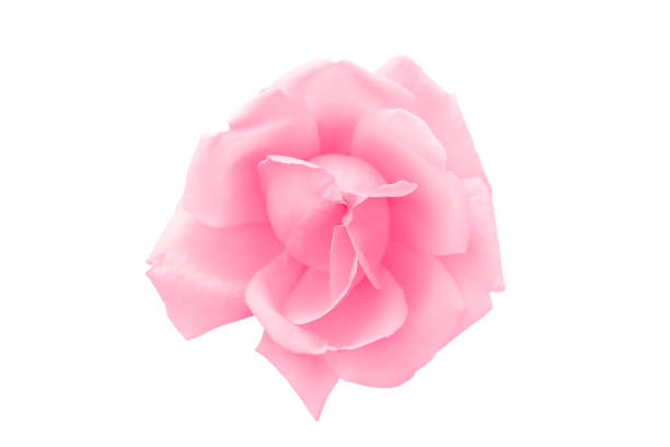piękny różowy kwiat róży. widok z góry, z bliska. - rose anniversary flower nobody zdjęcia i obrazy z banku zdjęć