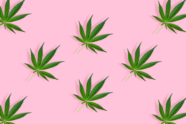 istock Cannabis leaves isolated on bright pink background. Top view, flat lay. 1208415874