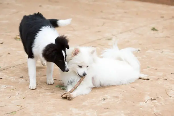 White Pomeranian Lulu playing with a stick in the company of a black and white Shetland Shepherd.