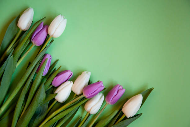 istock Flowers tulips on a green background. 1208416103