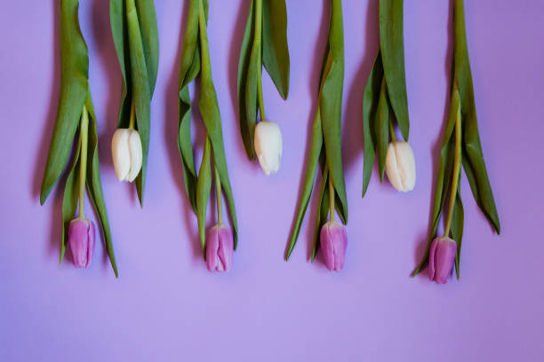 istock Flowers tulips on a purple background. 1208416104