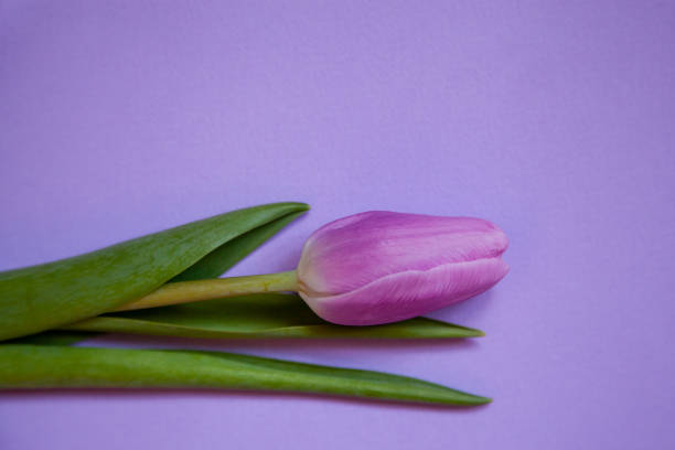 istock Flower purple tulip on a purple background. 1208416135