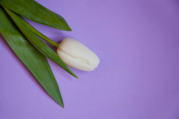 istock Flower white tulip on a purple background. 1208416137