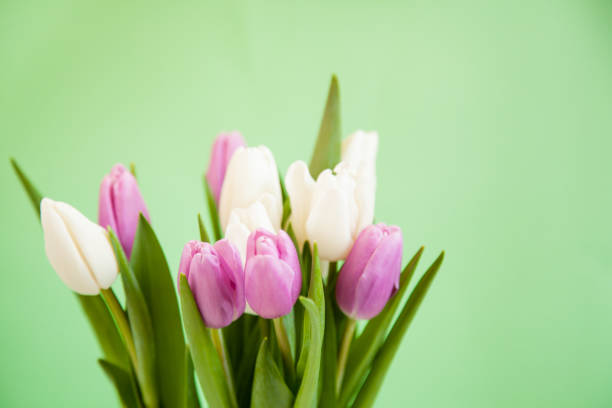 istock Flowers tulips on a green background. 1208416187