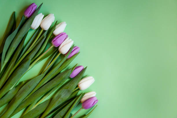istock Flowers tulips on a green background. 1208416221