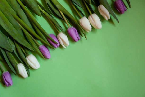 istock Flowers tulips on a green background. 1208416263