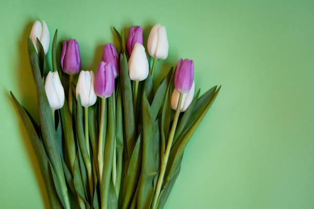 istock Flowers tulips on a green background. 1208416268